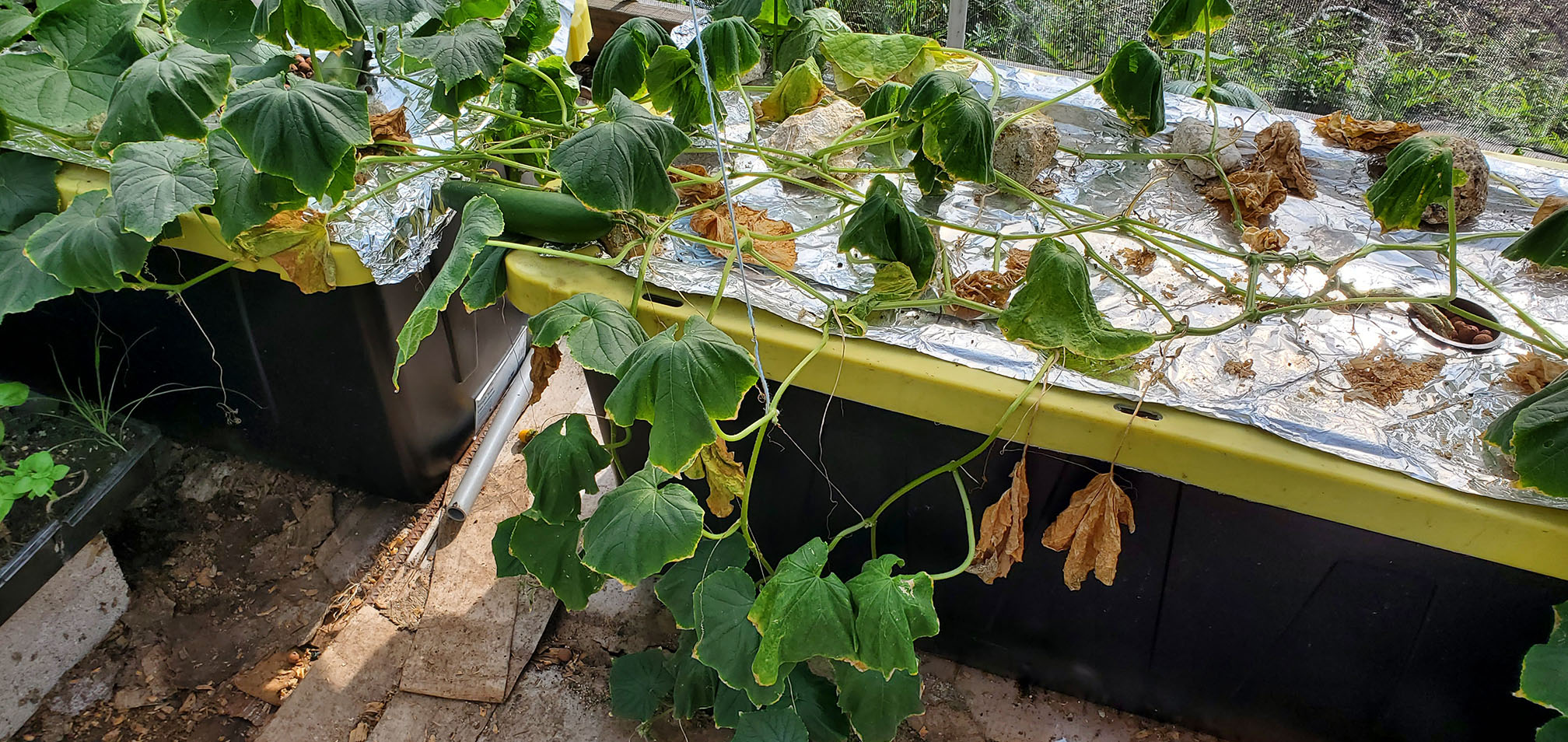 Wilting Cucumber plant Little Farm