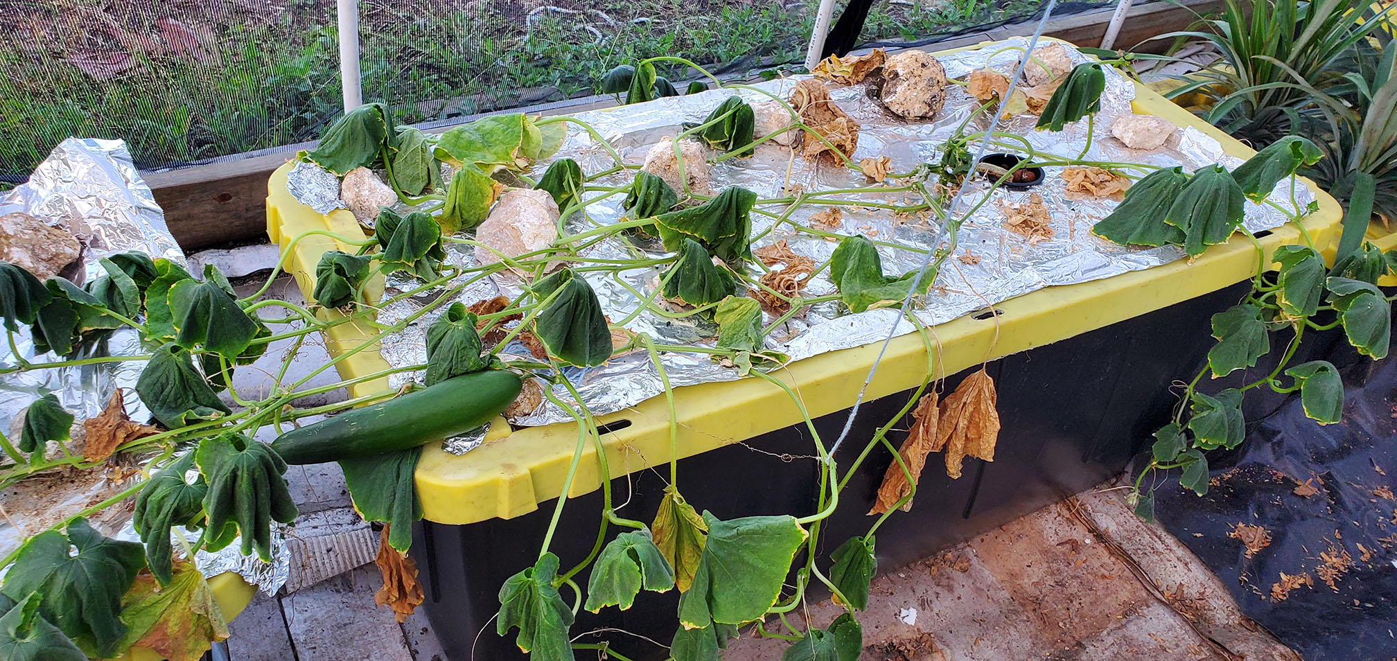 Wilting Cucumber plant Little Farm