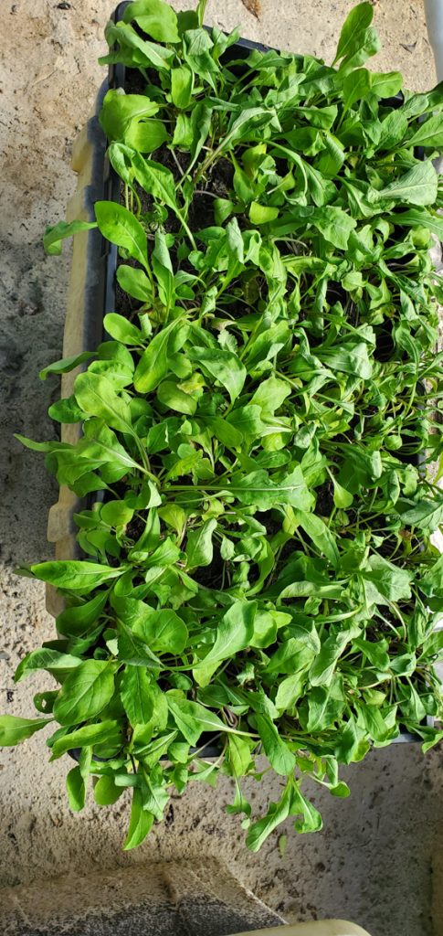 Arugula