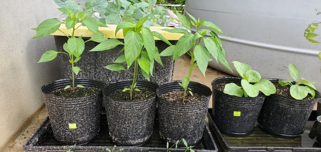 Cayenne-Long Red Thin Pepper and Cabbage, Copenhagen Early