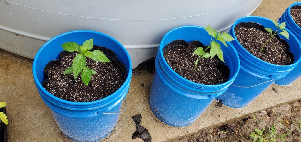 Cayenne-Long Red Thin Pepper