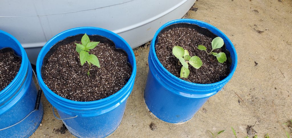 Cayenne-Long Red Thin Pepper and Cabbage, Copenhagen Early