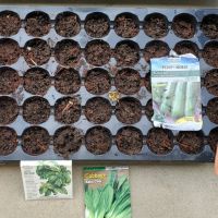 Hungarian Hot Peppers, Large Leaf Basil, Baby Choi, Zucchini