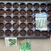 Hungarian Hot Peppers, Large Leaf Basil, Baby Choi, Zucchini