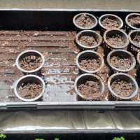 Left - Beef Steak Tomatoes
Center - Giant Cesar Lettuce
Right - Premium Mixed Greens