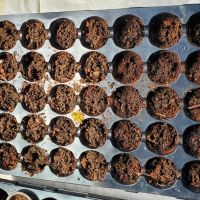 Hungarian Hot Peppers, Large Leaf Basil, Baby Choi, Zucchini
