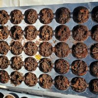 Hungarian Hot Peppers, Large Leaf Basil, Baby Choi, Zucchini