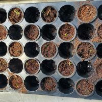 Premium Mixed Greens