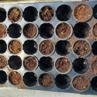 Premium Mixed Greens