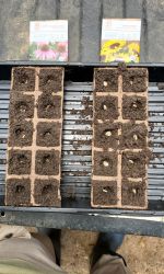 Purple Cornflower and Sunflower