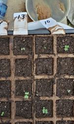 Monte Carlo - Romaine Lettuce
Summer Crisp lettuce
Leaf Lettuce Grazion - Lactuca sativa
OakLeaf Lettuce
Chinese leeks/Garlic Chives
Hybrid Smooth Leaf Spinach
Asian Basil - Cinnamon
Premium greens