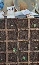 Monte Carlo - Romaine Lettuce
Summer Crisp lettuce
Leaf Lettuce Grazion - Lactuca sativa
OakLeaf Lettuce
Chinese leeks/Garlic Chives
Hybrid Smooth Leaf Spinach
Asian Basil - Cinnamon
Premium greens