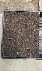 Purple Cornflower and Sunflower