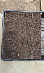 Purple Cornflower and Sunflower