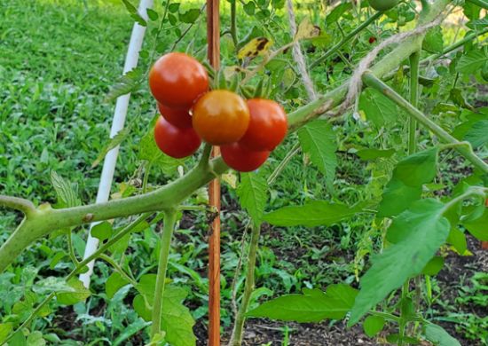 Cherry tomatoes