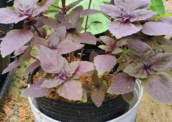Purple Dark Opal Basil