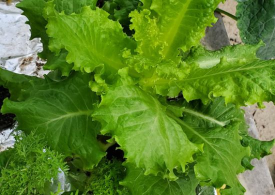 Summer Crisp lettuce, kale and spicy greens