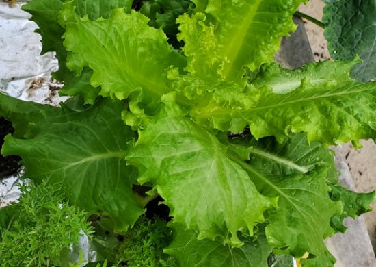 Summer Crisp lettuce, kale and spicy greens