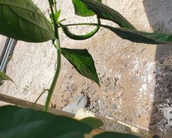 Cayenne-Long Red Thin Pepper