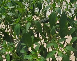 Cayenne-Long Red Thin Pepper