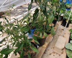 Cayenne-Long Red Thin Pepper