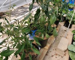 Cayenne-Long Red Thin Pepper