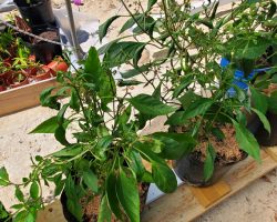 Cayenne-Long Red Thin Pepper