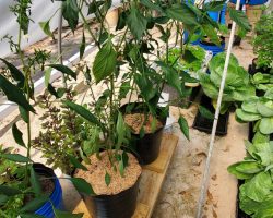 Cayenne-Long Red Thin Pepper