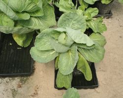 Cabbages, asian basil