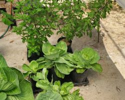 Cabbages, asian basil