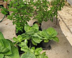 Cabbages, asian basil