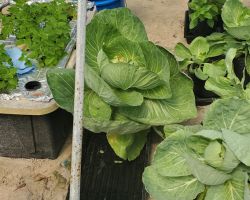 Cabbages, lemon balm, asian basil, zucchini