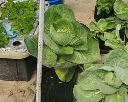 Cabbages, lemon balm, asian basil, zucchini