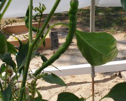 Cayenne-Long Red Thin Pepper