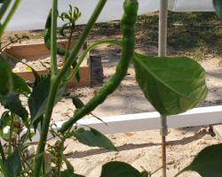 Cayenne-Long Red Thin Pepper