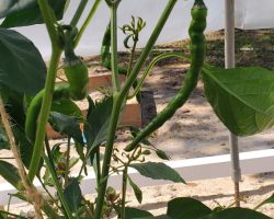 Cayenne-Long Red Thin Pepper