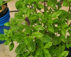 Asian Basil - Cinnamon