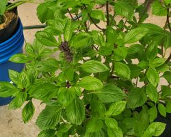 Asian Basil - Cinnamon