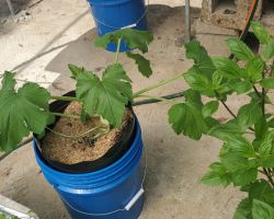Zucchini - left
Asian Basil - right