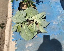 Cabbage infested with white flies