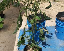 Cayanne Pepper next to the white fly infested cabbage