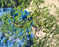 The Cherry tomato plant was supposed to be planted in the tomato patch but became an experiment.