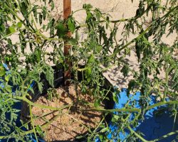 The Cherry tomato plant was supposed to be planted in the tomato patch but became an experiment.