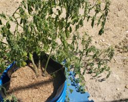 The Cherry tomato plant was supposed to be planted in the tomato patch but became an experiment.