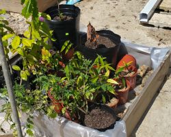 This little collection is a holding area for things to be planted around the house on the property. There is a pomegranate tree, two avocado trees, a cherry tomato plant, three sour sop trees, and ten ice cream bean trees.