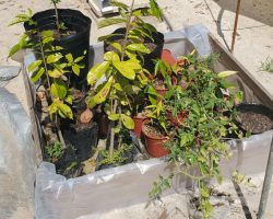 This little collection is a holding area for things to be planted around the house on the property. There is a pomegranate tree, two avocado trees, a cherry tomato plant, three sour sop trees, and ten ice cream bean trees.