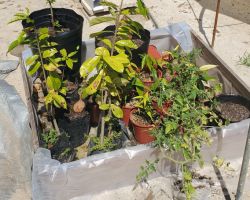 This little collection is a holding area for things to be planted around the house on the property. There is a pomegranate tree, two avocado trees, a cherry tomato plant, three sour sop trees, and ten ice cream bean trees.