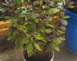 Basil - Purple Dark Opal