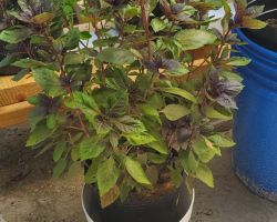 Basil - Purple Dark Opal