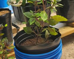 Basil - Purple Dark Opal